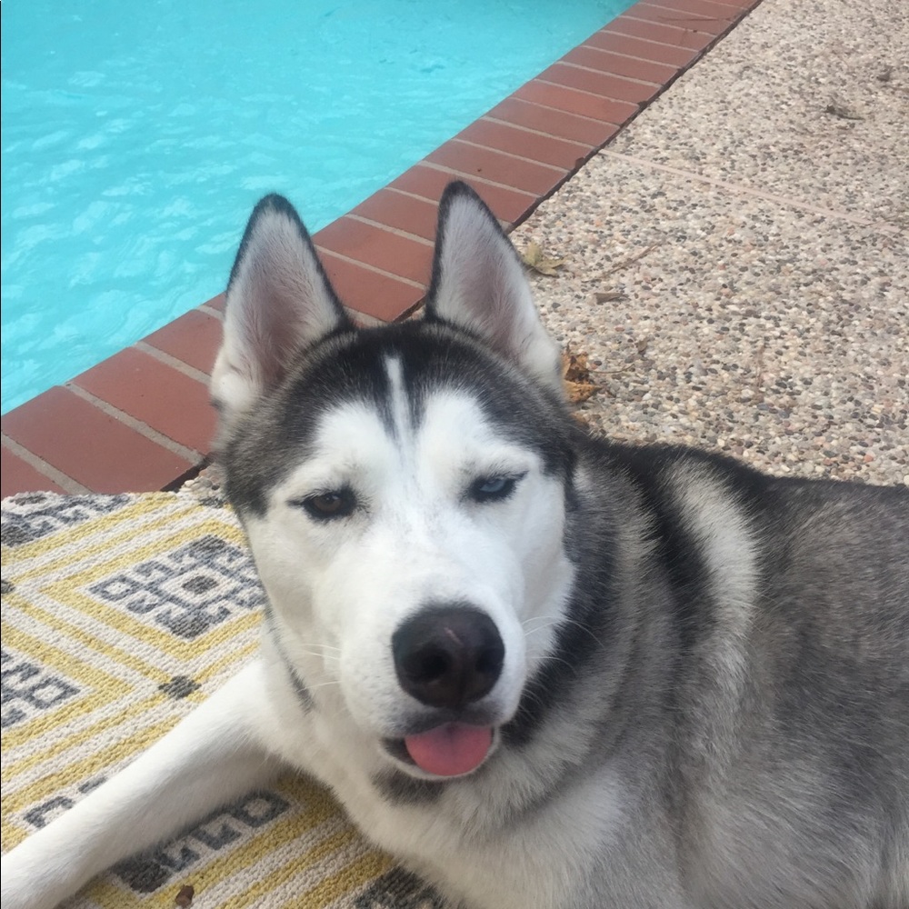 Meet your Posher, Tashs